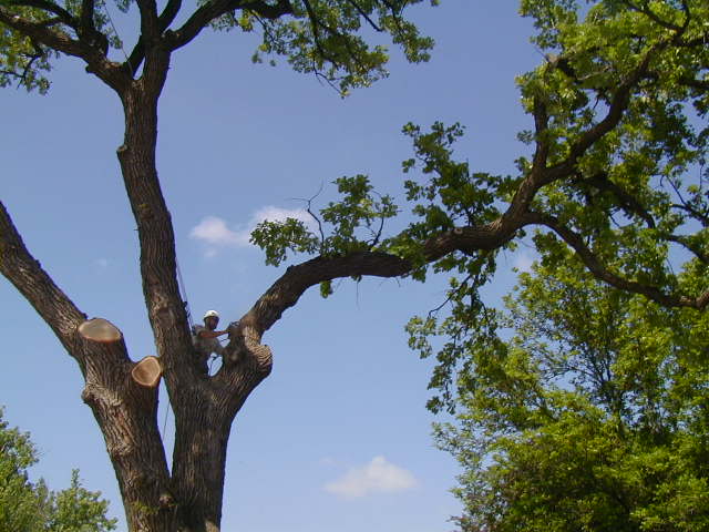 oak29_163.jpg