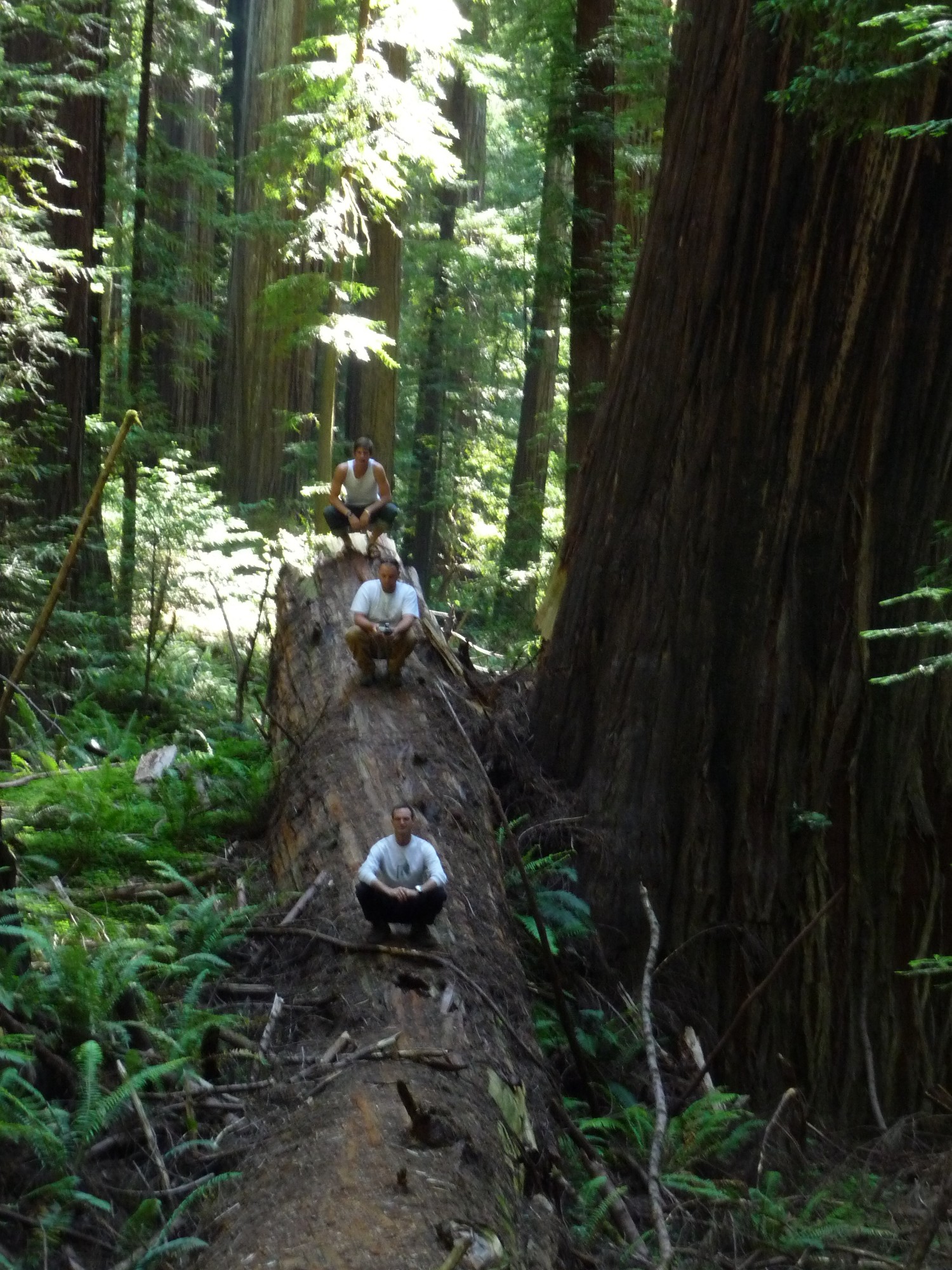 redwoods09_143.jpg