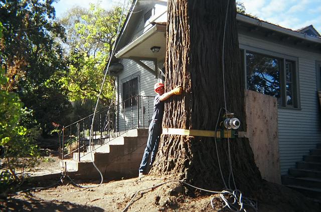 willie-redwood1.jpg